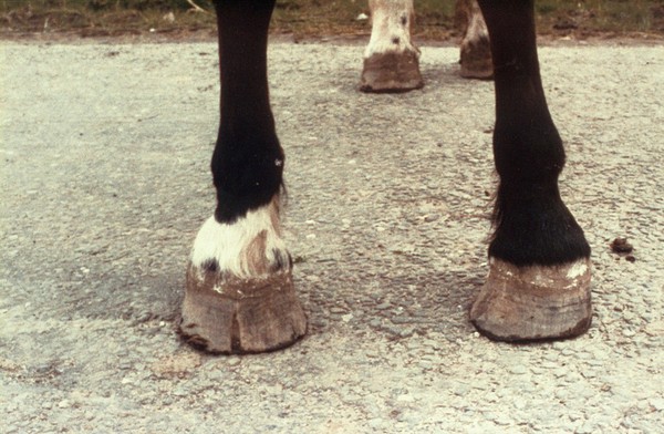 Pigeon toes in an adult horse.