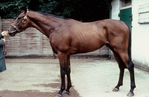 view Classical Bay with black points, mane, tail