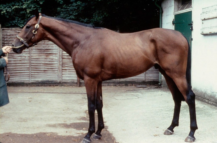 Classical Bay with black points, mane, tail