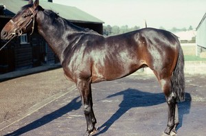 view Full-length portrait of a dark Bay