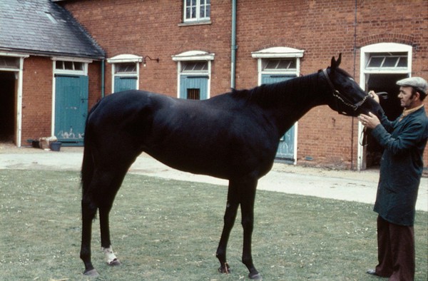 Full-length portrait of Black horse