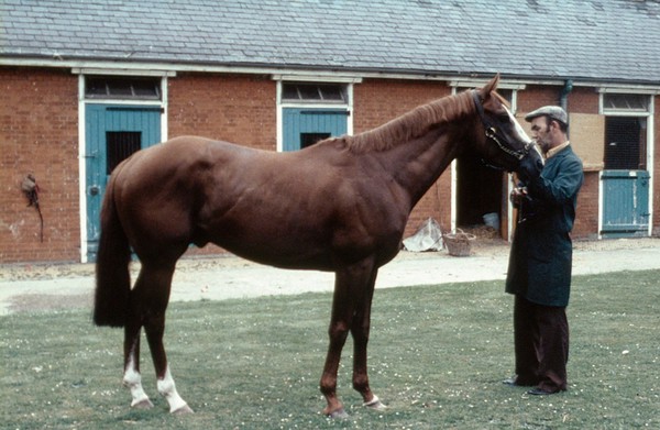 Full-length portrait of a Chestnut horse