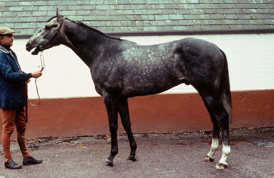 Full-length portrait of a young Grey horse