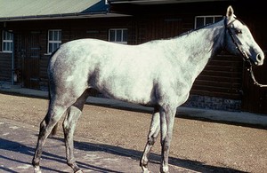 view Full-length portrait of an aged grey horse