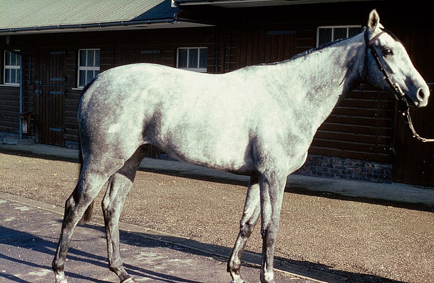 Full-length portrait of an aged grey horse