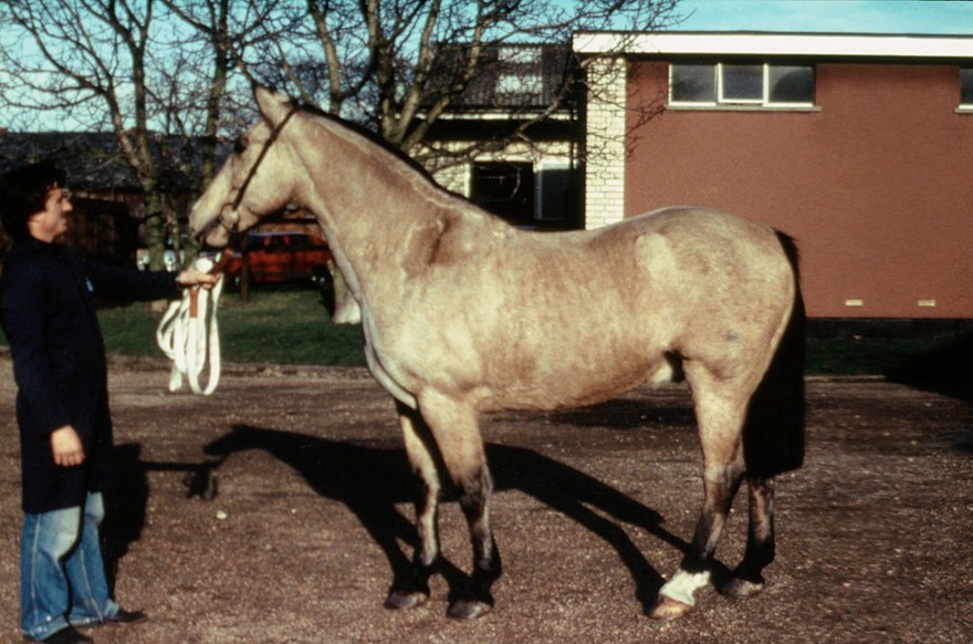 Full-length portrait of a Yellow Dun.