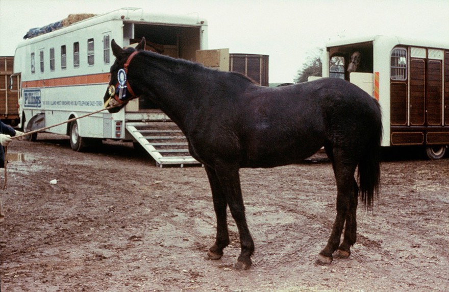 Full-length portrait of a Blue Roan; a mare almost
