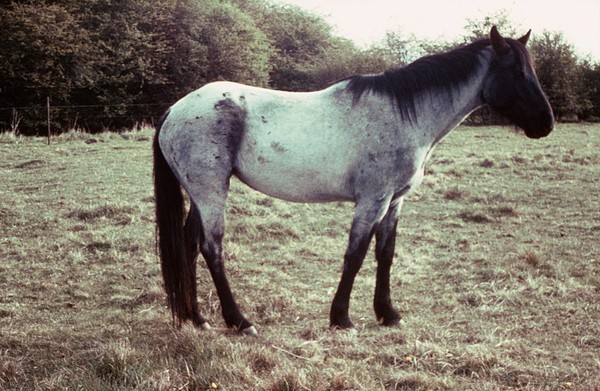 Full-length portrait of a Blue Roan; a mare in