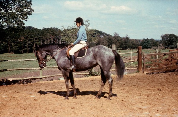 A Blue Roan with rider, early summer coat