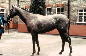 view Full-length portrait of a Bay Roan.