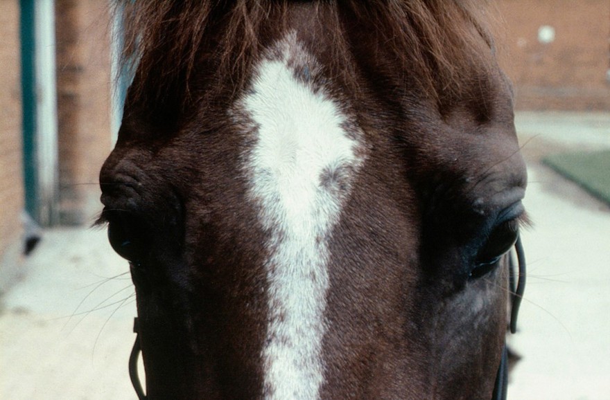 Horse's head, whorls