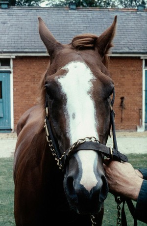 view Horse's head, whorls