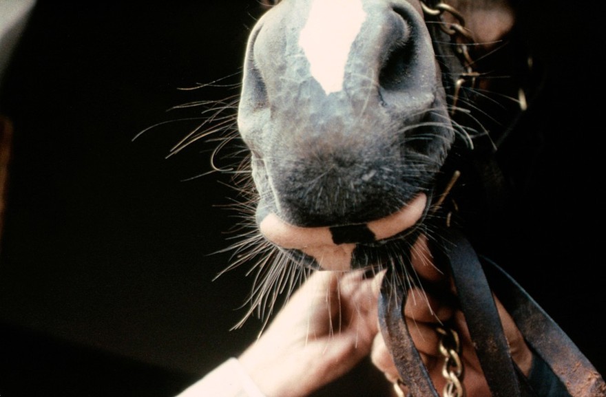 A Bay's muzzle, fleshmarks; diamond-shaped