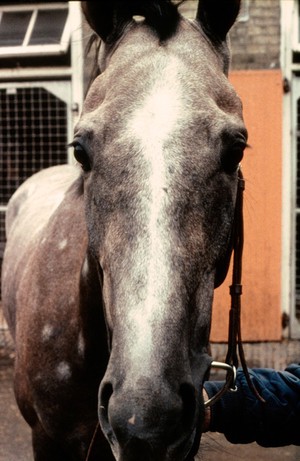 view A Roan's head, whorl and star (indistinct)