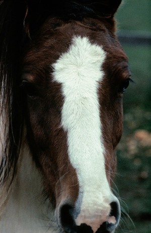 view Bay's head showing star, blaze and fleshmark