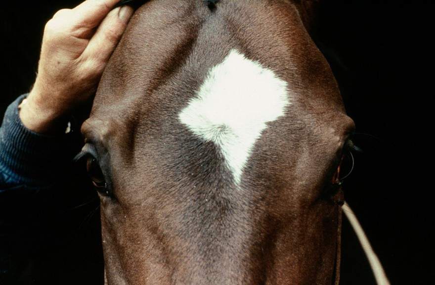 Bay's head with whorl and star