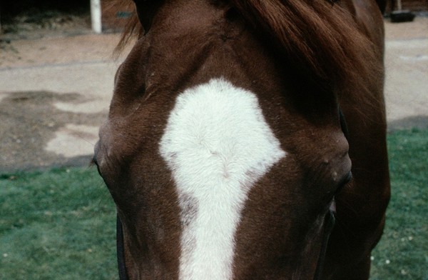 Chestnut's head with star and whorls