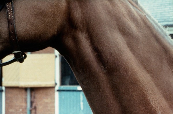 A horse's neck: whorl in jugular furrow.