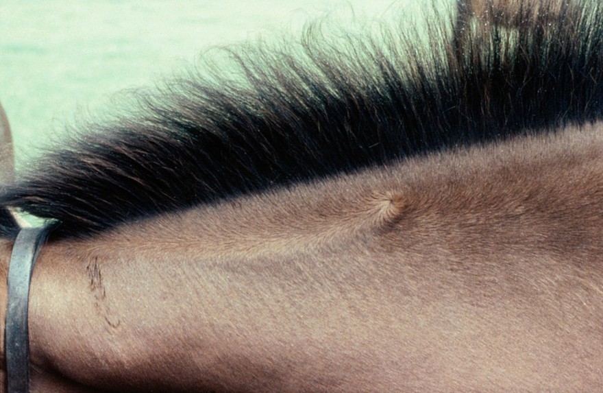 A foal's neck: whorl in mid-crest, on left.