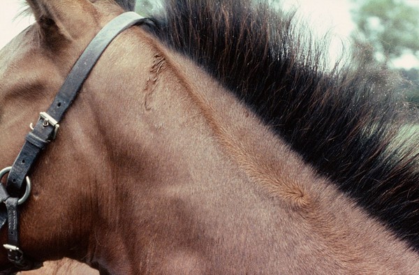 A foal's neck: whorl mid-crest, feathering