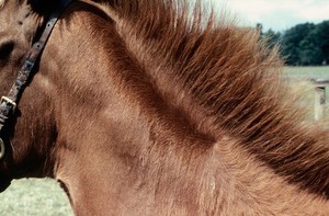 view A foal's neck: whorl mid-crest, feathering