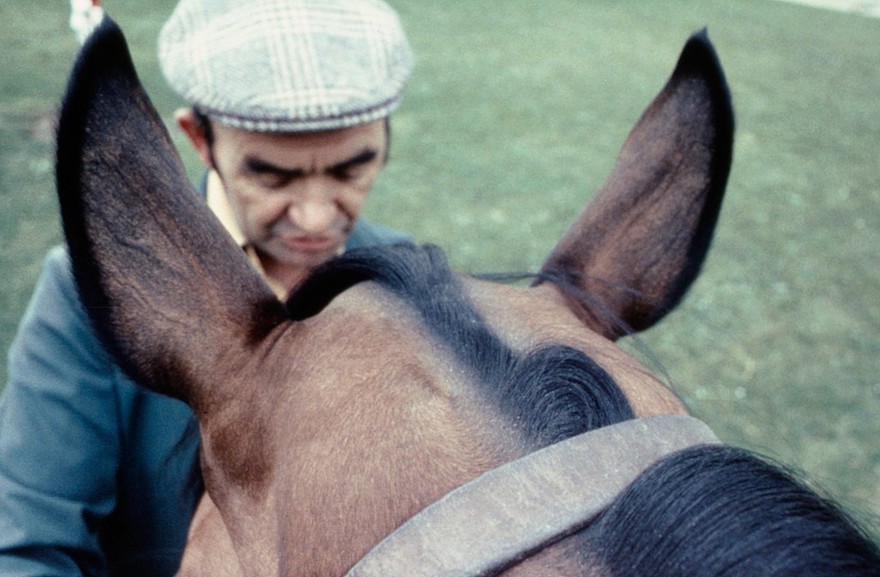 Top of horse's head, showing crest whorl