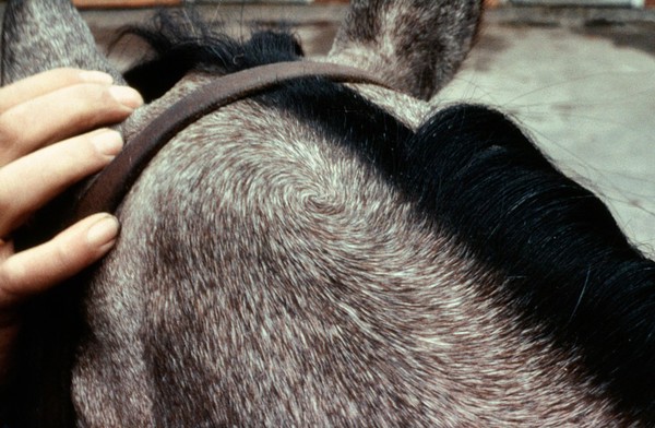 Top of horse's head, showing crest whorl