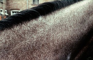 view Horse's neck: whorl on mid-crest