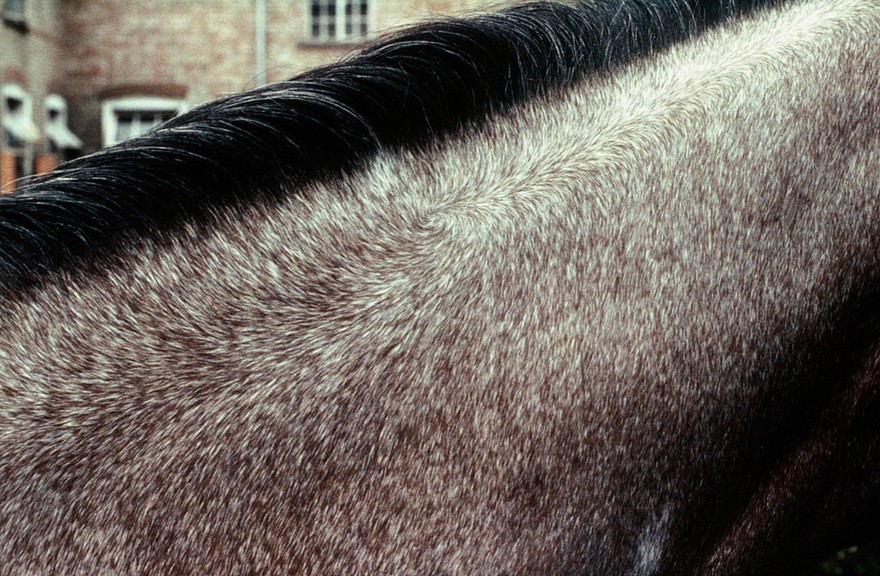 Horse's neck: whorl on mid-crest