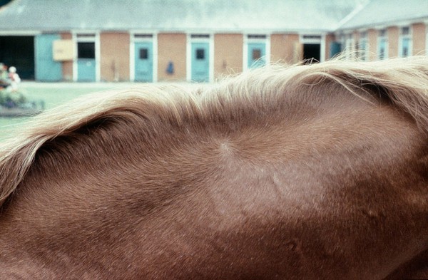 Horse's neck: whorl mid-crest, flaxen mane