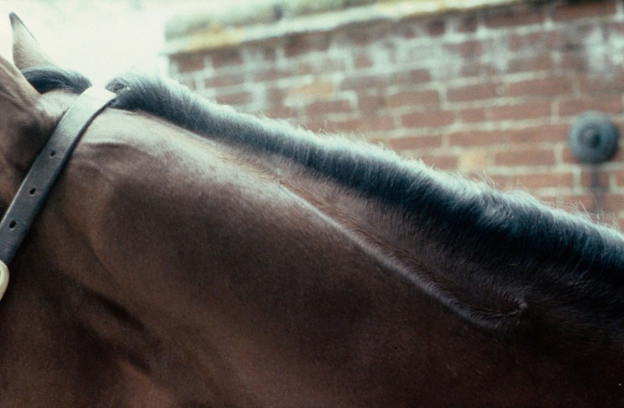 Horse's neck: two whorls on crest conjoined by