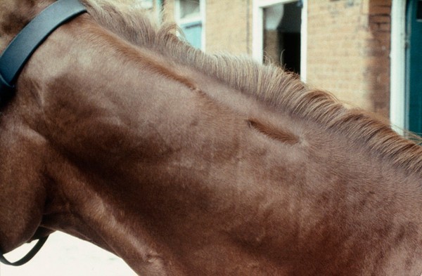 Horse's neck: whorls with feathering