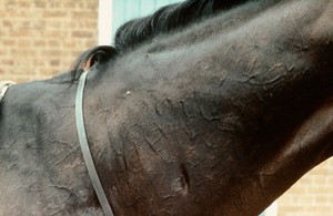 view Horse's neck: prophet's thumb mark vetral