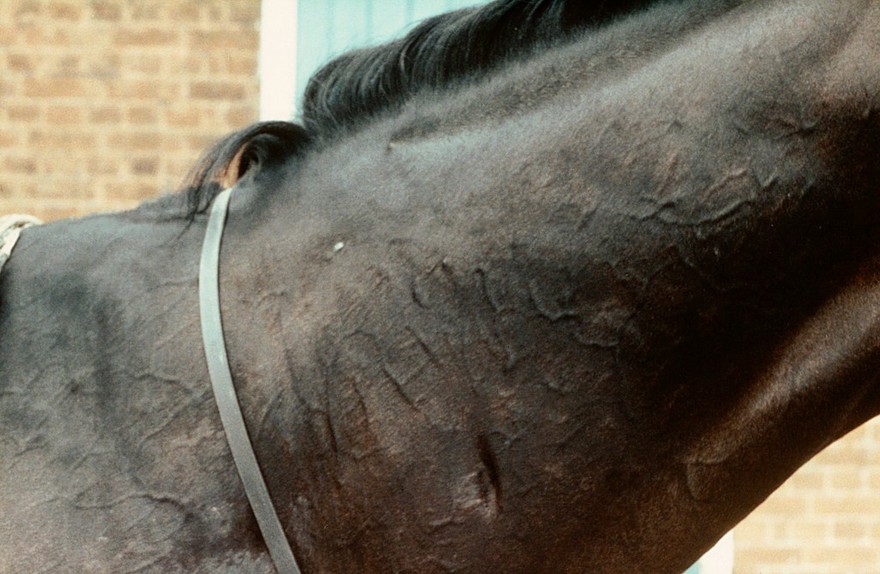 Horse's neck: prophet's thumb mark vetral