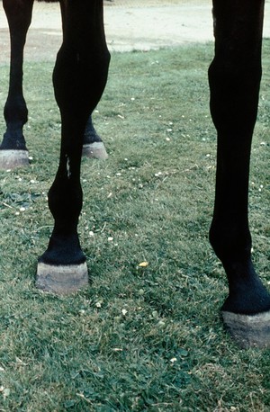 view Horse's legs: vertical lines due to injury