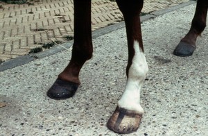 view Chestnut's horse's fore-hooves
