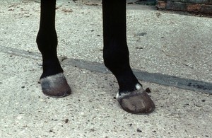 view Horse's hooves: coronet and heels white