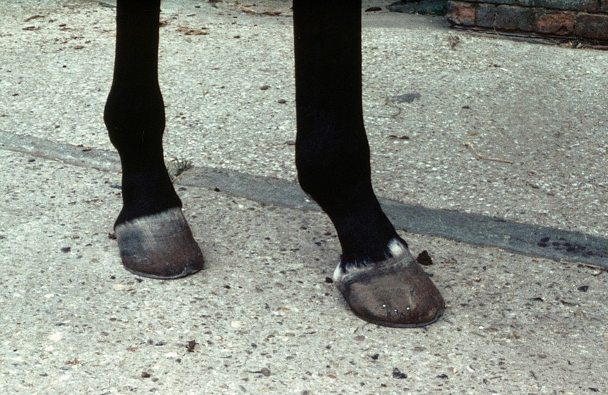 Horse's hooves: coronet and heels white
