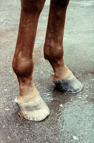 view Horse's fore-hooves