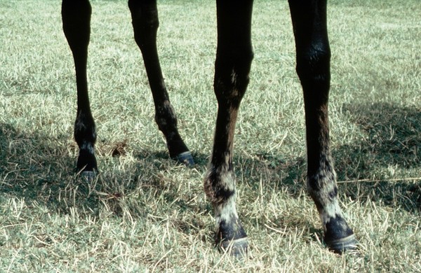 A foal's hooves - black