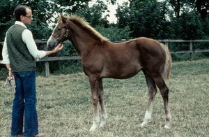 view Portrait of a Chestnut foal, with a man standing