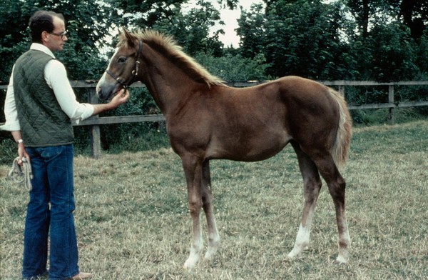 Portrait of a Chestnut foal, with a man standing