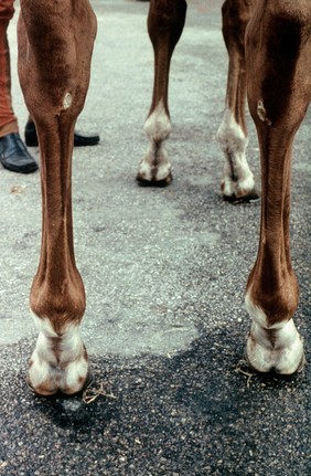 A Thoroughbred's legs: white markings on legs, and