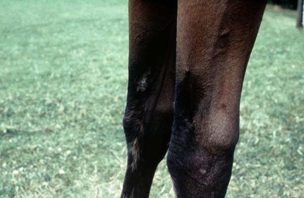 A horse's legs - whorl