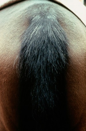 view A horse's tail with a few white hairs