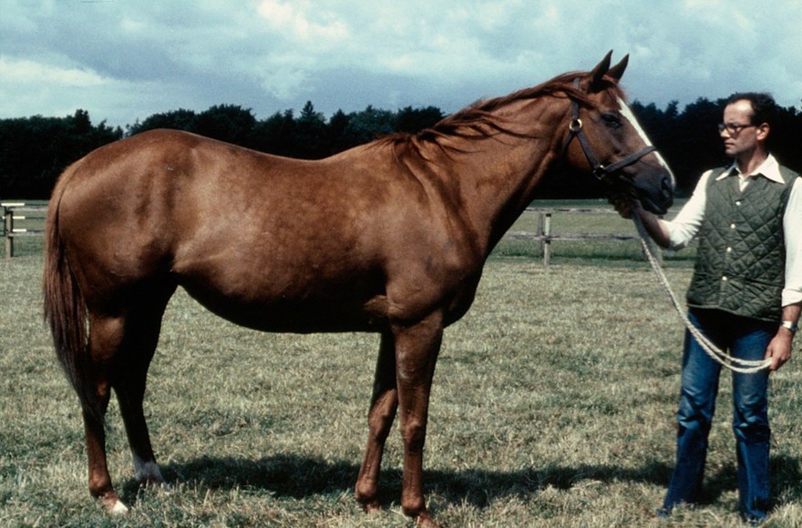 Portrait of a Chestnut - ringworm ?