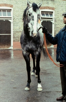 Front view of Grey horse - fleshmarks