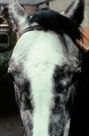 view Face of a male Grey horse - whorl and star