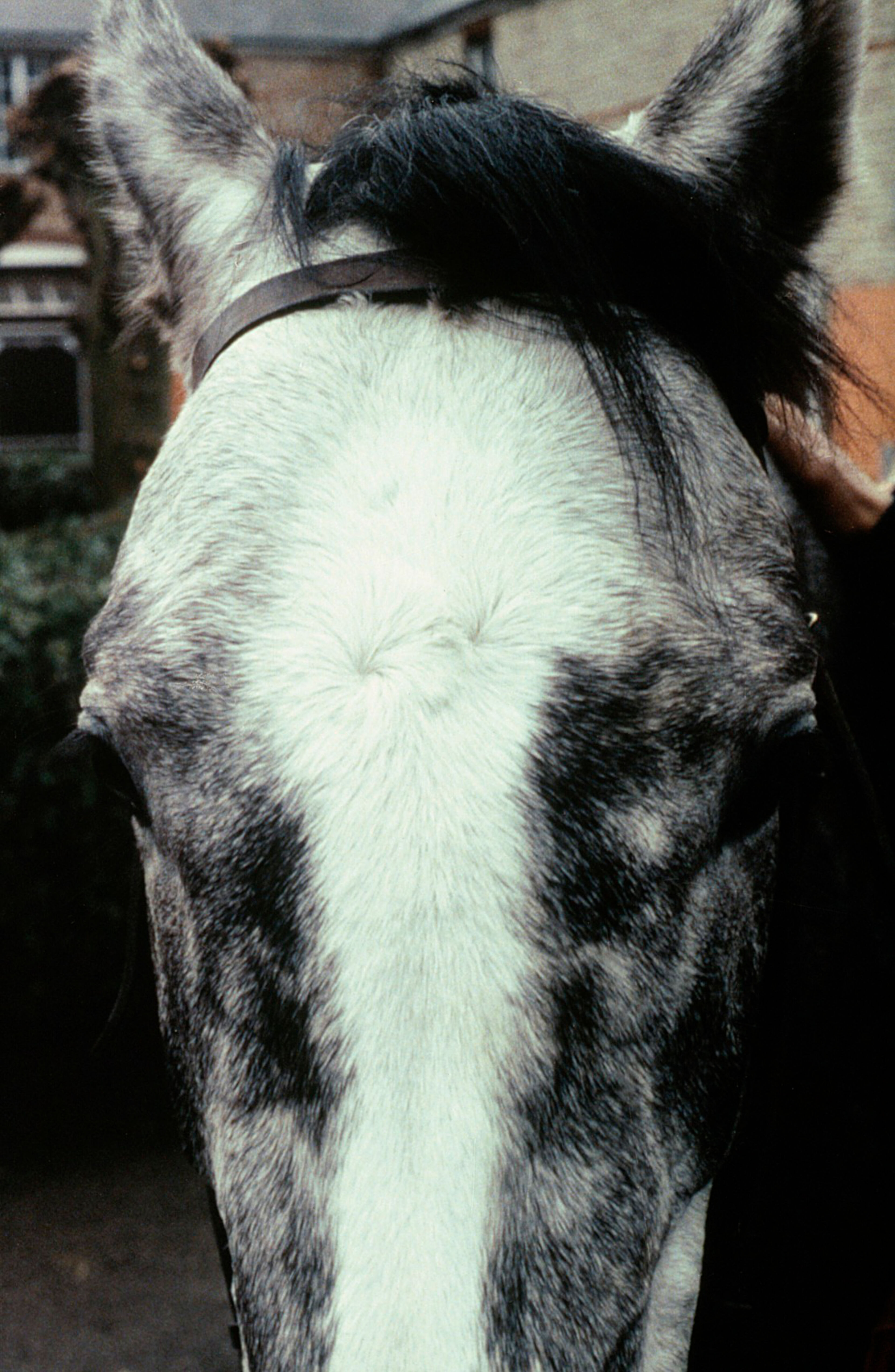 Face of a male Grey horse - whorl and star