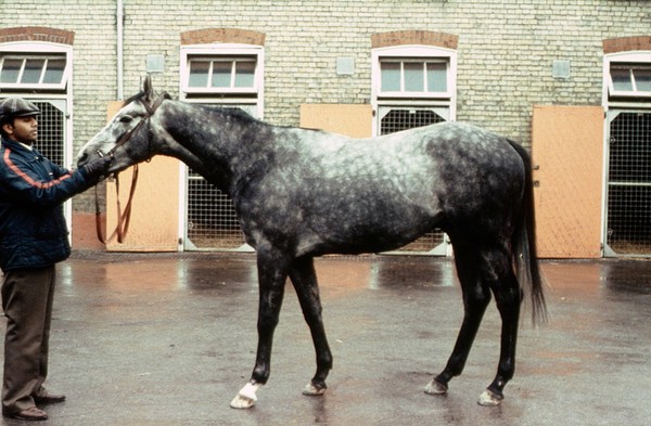 Side view of dappled Grey horse